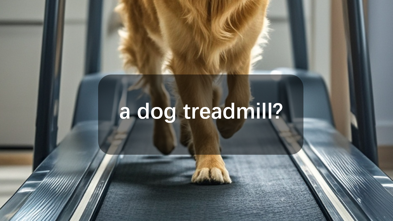 a dog treadmill?